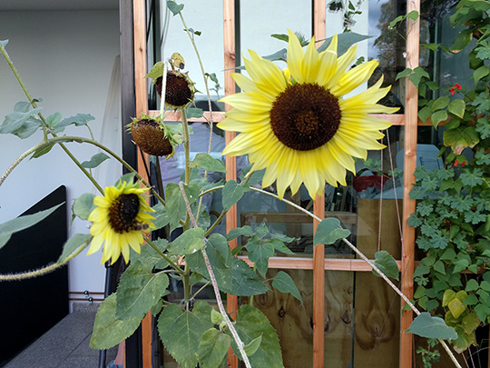 Sonnenblumen
