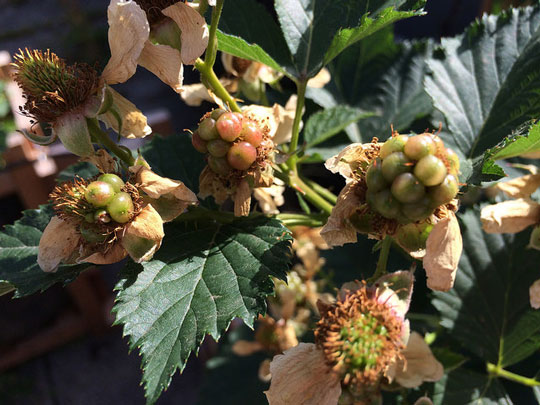erste Brombeeren
