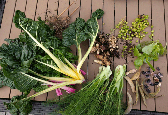 Wintergemüse ernten: Mangold, Toponambur, Kressesamen, Bohnen, Fenchel, Salat