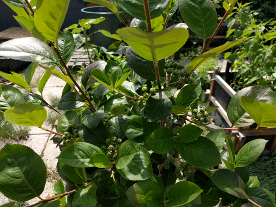 Aronia