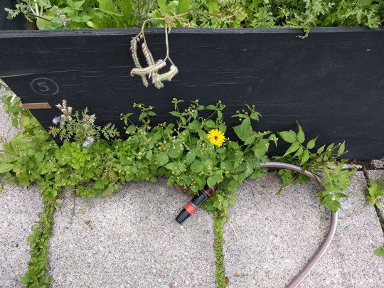 Gartenschlauch und Wildkräuter