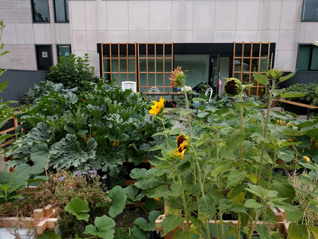 Terrasse Reinhardtstraße bepflanzt, Juni 2018