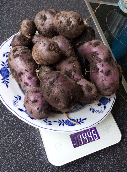 Kartoffeln ernten im November 2018