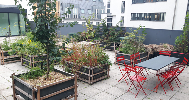 Terrasse Reinhardtstraße bepflanzt, August 2019